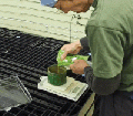 Tane Koji MEASURING KOJI SPORES.gif